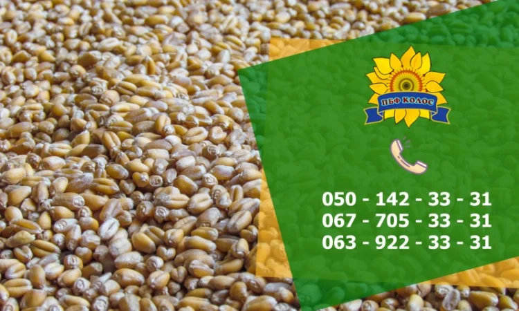 Насіння пшениці Тацитус, високоякісний посадковий матеріал - фото № 2