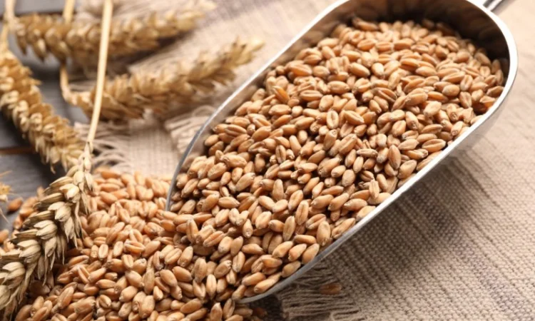 Закупівля пшениці 2/3/4 класу, ячменю та кукурудзи - фото № 1