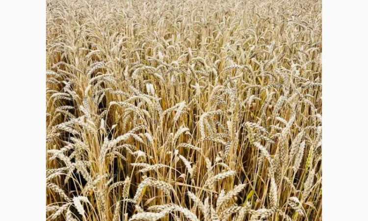 Продаж озимої пшениці Подолянка (еліта) - фото № 1