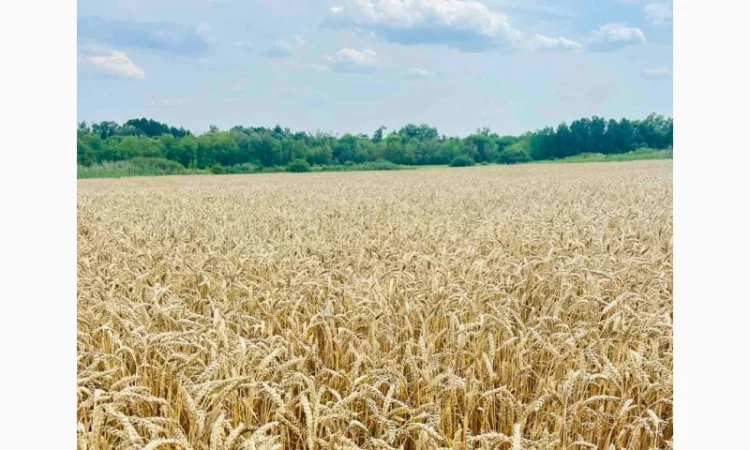 Озима пшениця Богдана (еліта) на продаж - фото № 1