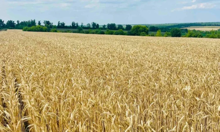 Озима пшениця Астарта - еліта - фото № 1