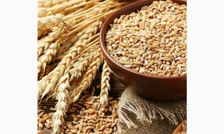 Крупозавод шукає постачальників пшениці на постійній основі - фото № 1