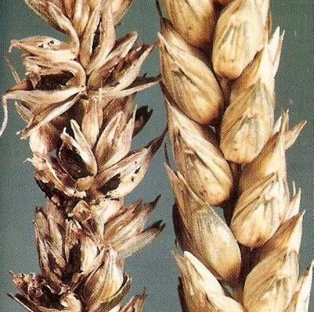 Покупка пшениці з головнею - фото № 1