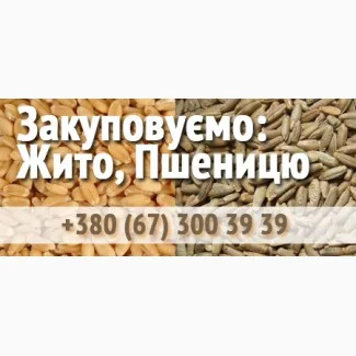 Покупка Пшениці та Жита - фото № 1
