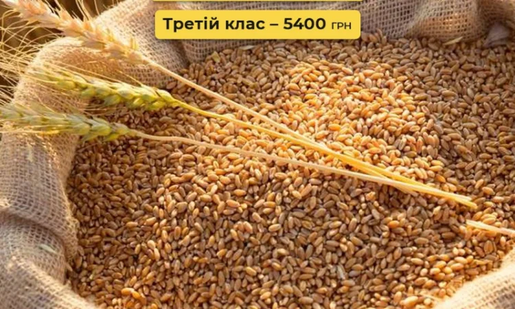 Куплю зерно другий, третій клас - фото № 1