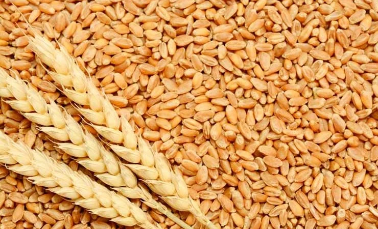 Куплю пшеницю - фото № 1