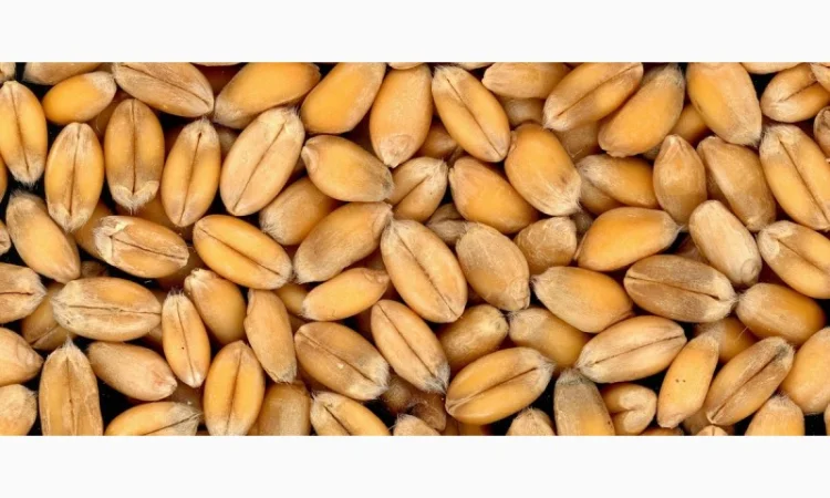 Продаю пшеницю опт та дрібний опт - фото № 1