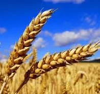 Продаємо посівний матеріал ярої пшениці - фото № 1