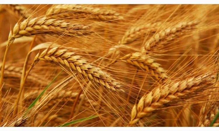 Куплю пшеницу продовольственную - фото № 8