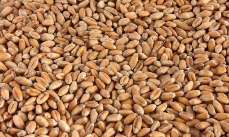 Продам фуражну пшеницю урожаю 2023 року - фото № 1