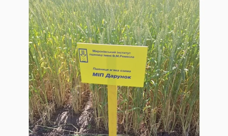 МІП Дарунок - фото № 1