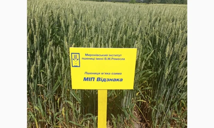 МІП Відзнака - фото № 1