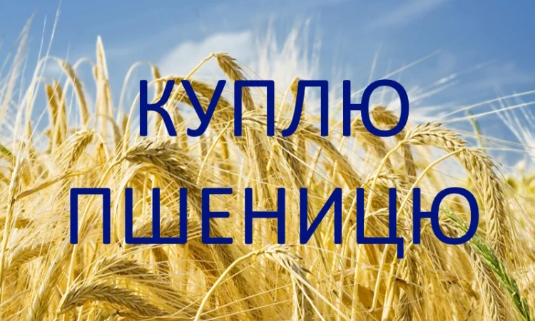 Куплю пшеницю 3 клас - фото № 1