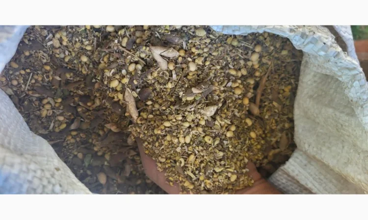 Куплю зерновідходи та некондицію кукурудзи - фото № 2