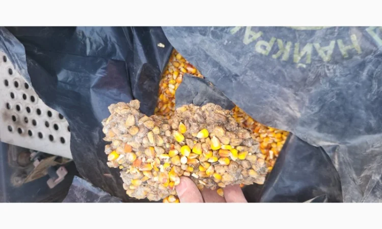 Куплю зерновідходи та некондицію кукурудзи - фото № 3