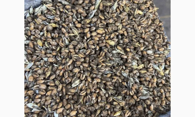 Куплю зерновідходи та некондицію кукурудзи - фото № 4