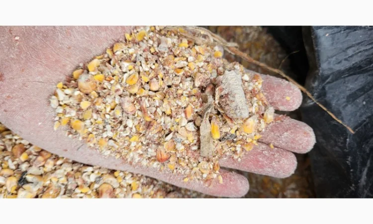 Куплю зерновідходи та некондицію кукурудзи - фото № 1