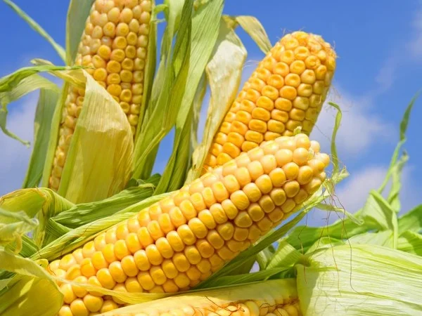 Закупаю кукурузу в больших объемах - фото № 1