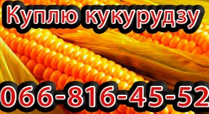 Закупка кукурузы цьогорічного урожаю в Полтаве - фото № 1