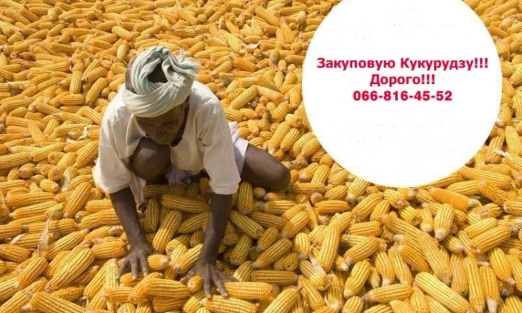 Куплю кукурузу з послугами сушки - фото № 1
