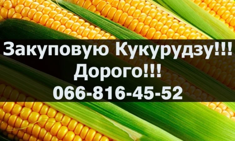 Покупаем кукурузу! Высокие цены! Доступны большие контракты! - фото № 1