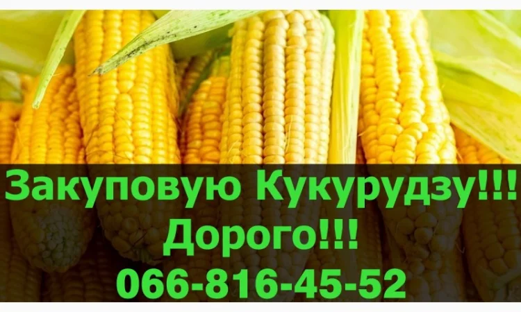Купую кукурудзу оптом за високими цінами - фото № 1