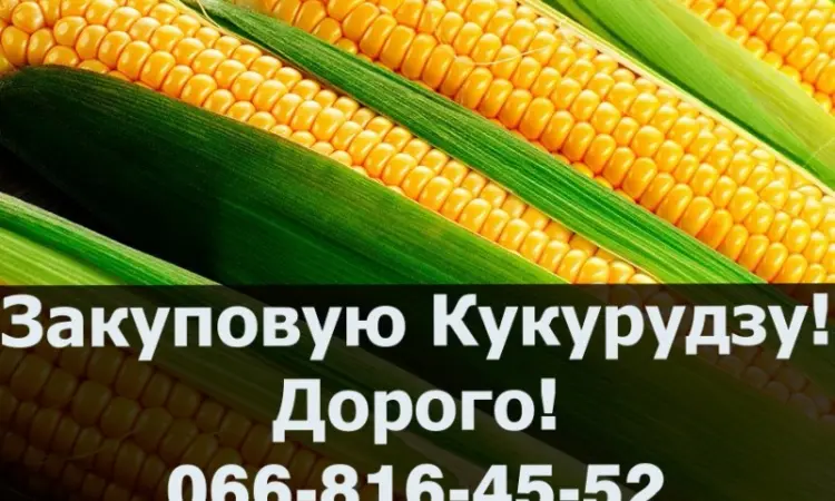 Закупівля кукурудзи у будь-яких обсягах - фото № 1