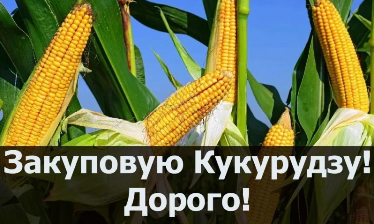 Закупка кукурузы от фермерских хозяйств - фото № 1