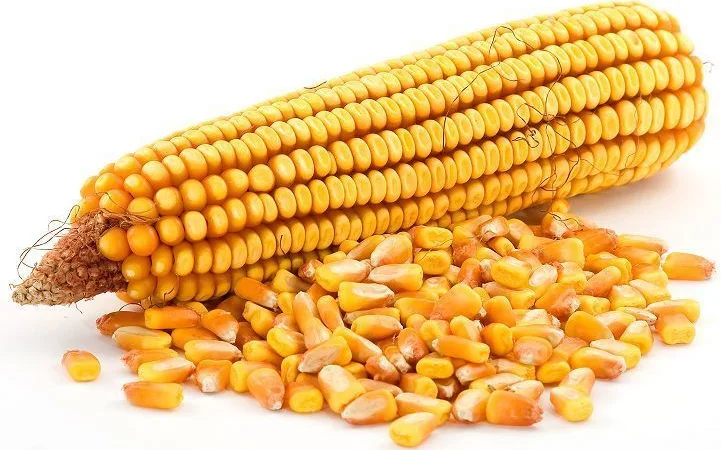 Закупівля кукурудзи з місця - фото № 1