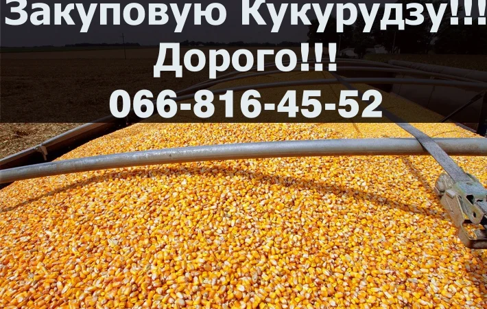 Закупка кукурузы в большом объеме - фото № 1