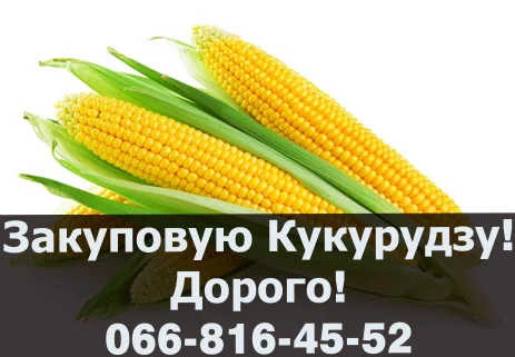 Купую кукурудзу від виробника - фото № 1