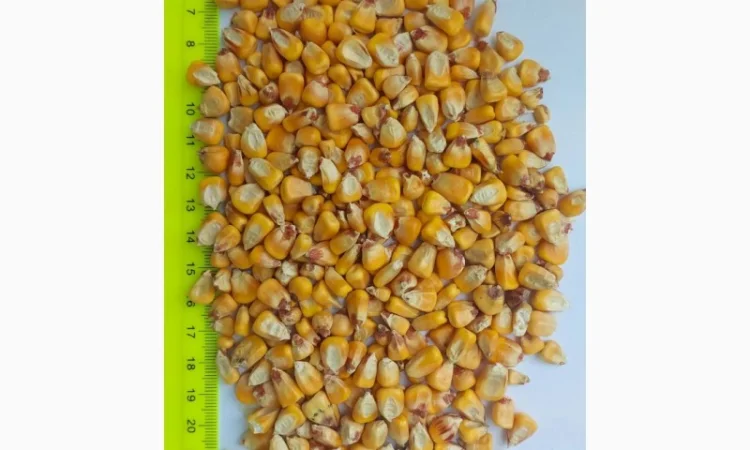 Продаю кукурузу фуражную урожая 2025 года - фото № 1