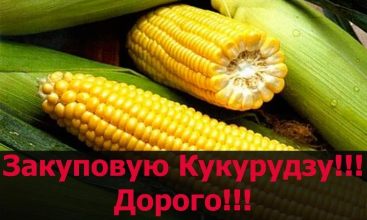 Покупка кукурудзи на постійній основі - фото № 1