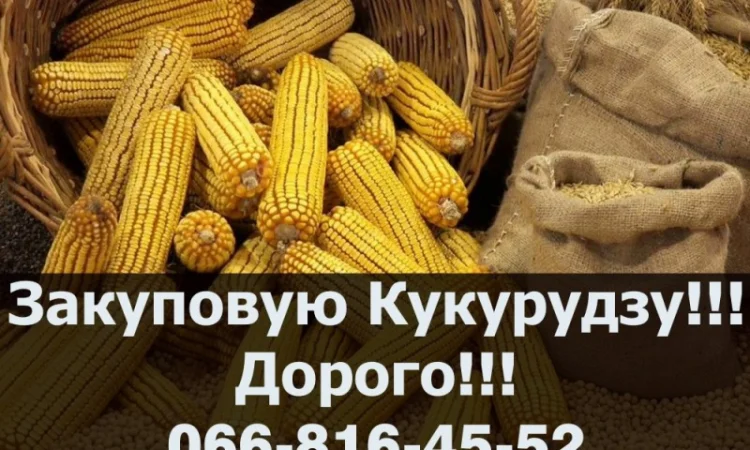 Шукаю постачальника Кукурудзи, на тривалий термін!Купую Дорого - фото № 1