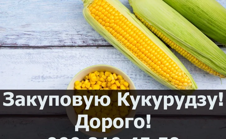 Закупка кукурузы от производителя в Полтавской области - фото № 1