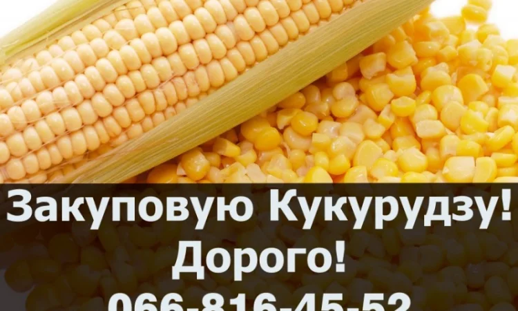Закупівля кукурудзи в будь-якій кількості з сушінням та зберіганням - фото № 1