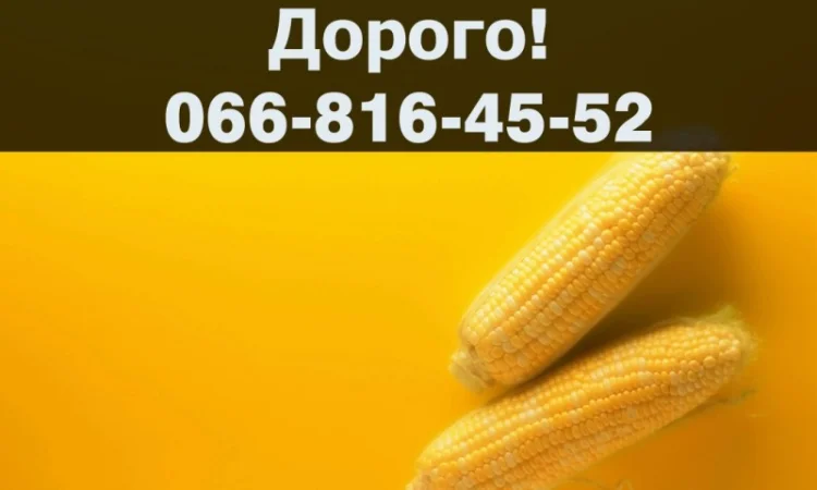 Покупаем кукурузу на выгодных условиях - фото № 1