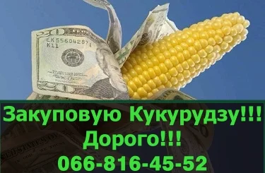 Підприємство переробник, закуповує кукурудзу у необмежених обсягах!Оплата на вагах - фото № 1