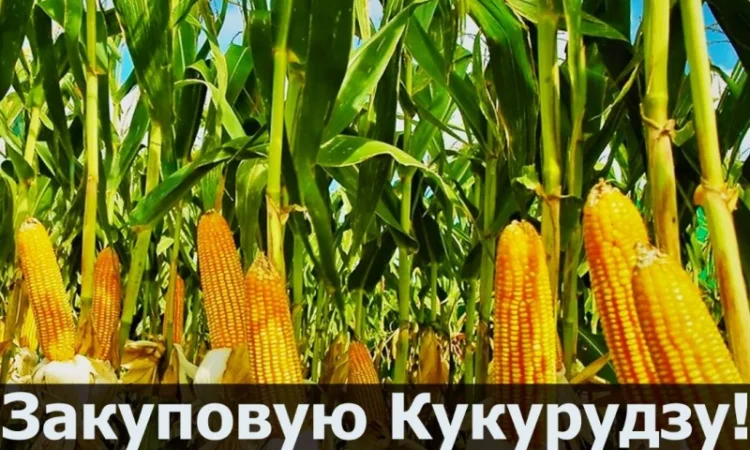 Покупка кукурудзи в будь-якій кількості - фото № 1
