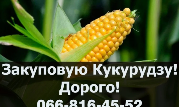 Закупка кукурузы в больших объемах - фото № 1