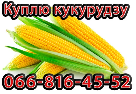 Кукуруза Урожай 2024 на покупку - фото № 1