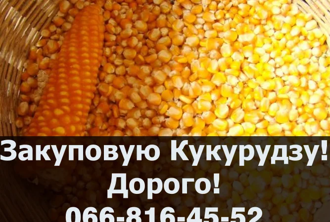 Покупка кукурудзи на постійній основі - фото № 1