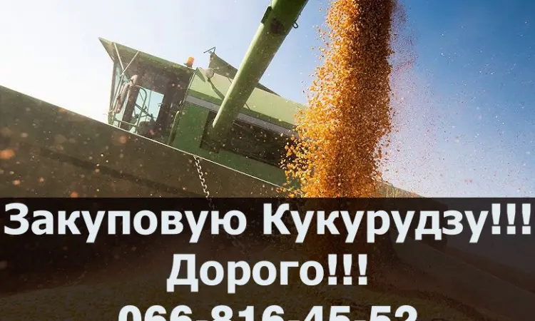 Купуємо кукурудзу великим оптом, оплата на вагах - фото № 1