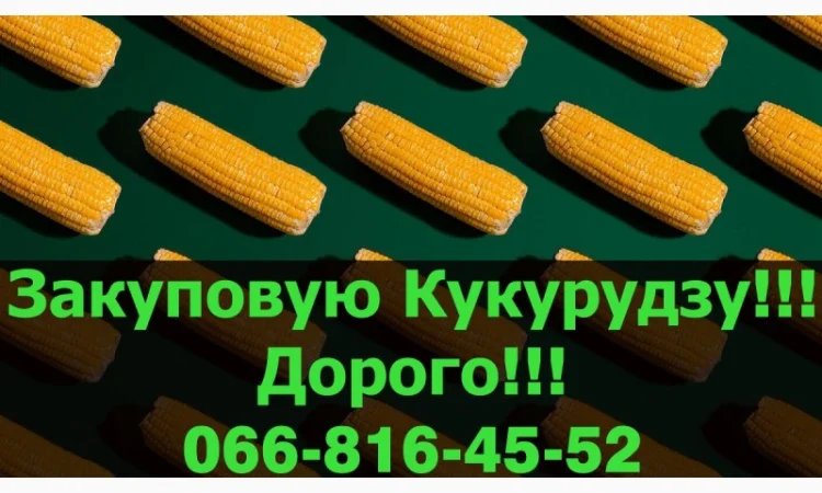 Закупівля кукурудзи в будь-яких обсягах - фото № 1