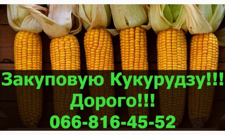 Переробне підприємство оголошує про закупівлю Кукурудзи - фото № 1