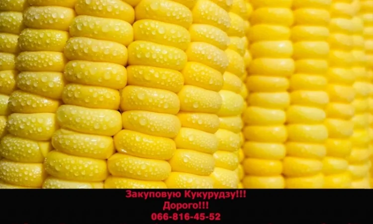 Закупка кукурузы в Полтаве - фото № 1