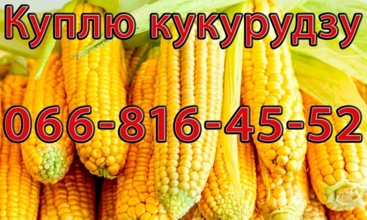 Куплю Кукурудзу Урожай 2024 оптом - фото № 1