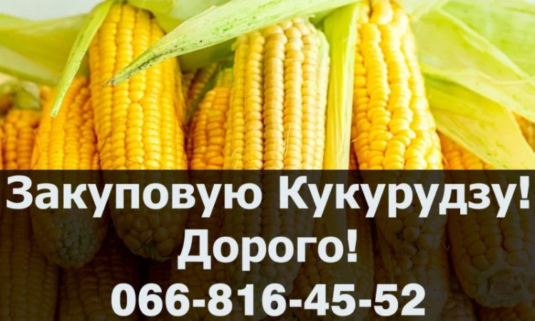 Покупка кукурузы в любом объеме - фото № 1