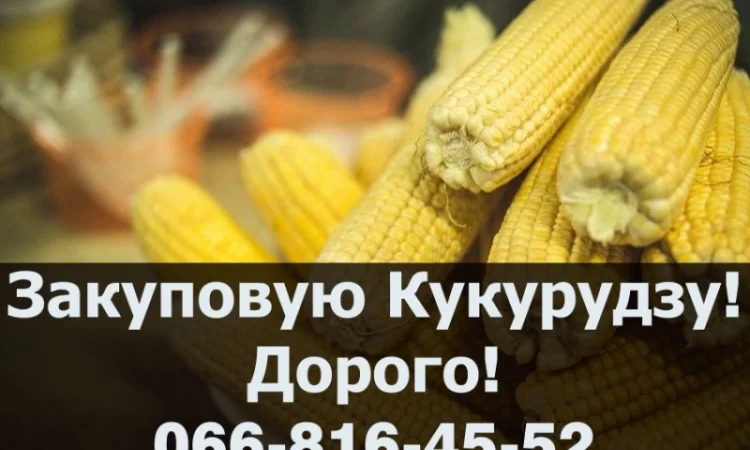 Покупаем кукурузу дорого - фото № 1