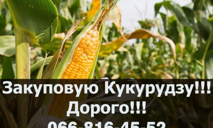 Закупівля кукурудзи на постійній основі - фото № 1